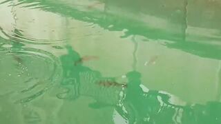 The Pearl, Qatar — red/white snapper: снасти и глубины у бровки