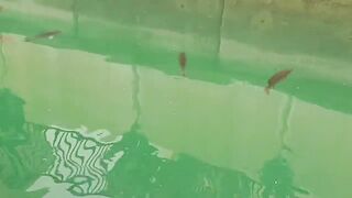 The Pearl, Qatar — red/white snapper: снасти и глубины у бровки