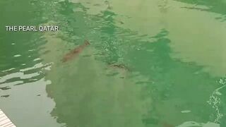 The Pearl, Qatar — red/white snapper: снасти и глубины у бровки