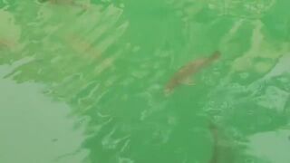 The Pearl, Qatar — red/white snapper: снасти и глубины у бровки