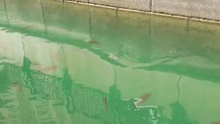 The Pearl, Qatar — red/white snapper: снасти и глубины у бровки