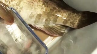 Safliya Island - выезд PG Sailor: морская рыбалка у свала работает?