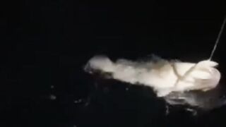 Safliya Island - выезд PG Sailor: морская рыбалка у свала работает?