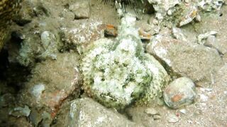 Иордания, Акаба — Тала Бей под водой: где искать хищника?