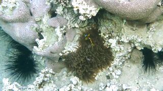 Иордания, Акаба — Тала Бей под водой: где искать хищника?