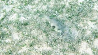 Иордания, Акаба — Тала Бей под водой: где искать хищника?