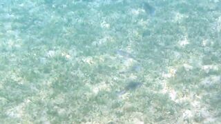 Иордания, Акаба — Тала Бей под водой: где искать хищника?