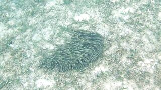 Иордания, Акаба — Тала Бей под водой: где искать хищника?