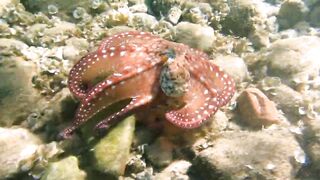 Иордания, Акаба — Тала Бей под водой: где искать хищника?