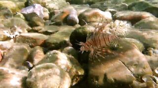 Иордания, Акаба — Тала Бей под водой: где искать хищника?