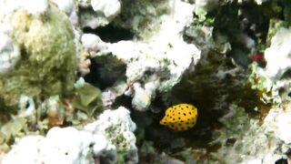 Иордания, Акаба — Тала Бей под водой: где искать хищника?