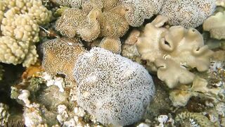 Иордания, Акаба — Тала Бей под водой: где искать хищника?