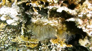 Иордания, Акаба — Тала Бей под водой: где искать хищника?