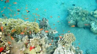 Иордания, Акаба — Тала Бей под водой: где искать хищника?