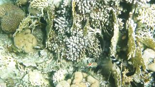 Иордания, Акаба — Тала Бей под водой: где искать хищника?