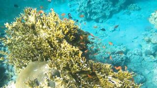 Иордания, Акаба — Тала Бей под водой: где искать хищника?