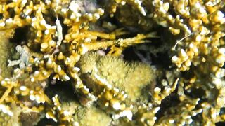 Иордания, Акаба — Тала Бей под водой: где искать хищника?