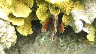 Иордания, Акаба — Тала Бей под водой: где искать хищника?