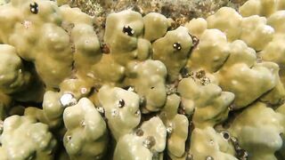 Иордания, Акаба — Тала Бей под водой: где искать хищника?