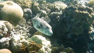 Иордания, Акаба — Тала Бей под водой: где искать хищника?