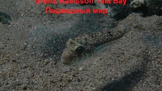 Tala Bay, Aqaba — подводный мир 2016, где рыбалка запрещена