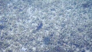 Tala Bay, Aqaba — подводный мир 2016, где рыбалка запрещена