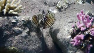 Tala Bay, Aqaba — подводный мир 2016, где рыбалка запрещена