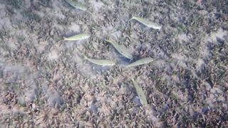 Tala Bay, Aqaba — подводный мир 2016, где рыбалка запрещена