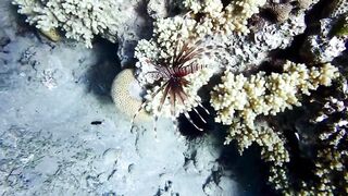 Tala Bay, Aqaba — подводный мир 2016, где рыбалка запрещена