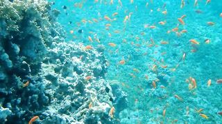 Tala Bay, Aqaba — подводный мир 2016, где рыбалка запрещена