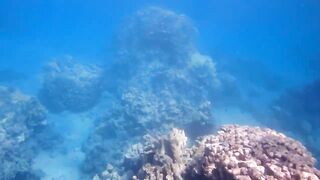 Tala Bay, Aqaba — подводный мир 2016, где рыбалка запрещена