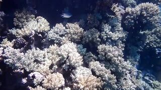 Tala Bay, Aqaba — подводный мир 2016, где рыбалка запрещена