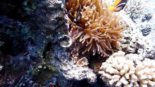 Tala Bay, Aqaba — подводный мир 2016, где рыбалка запрещена