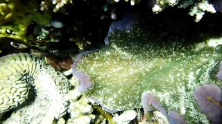 Tala Bay, Aqaba — подводный мир 2016, где рыбалка запрещена