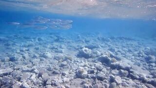 Tala Bay, Aqaba — подводный мир 2016, где рыбалка запрещена