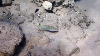 Tala Bay, Aqaba — подводный мир 2016, где рыбалка запрещена