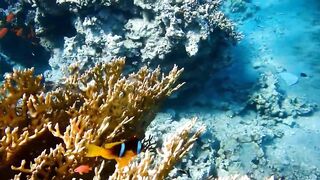 Tala Bay, Aqaba — подводный мир 2016, где рыбалка запрещена