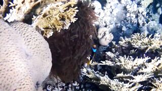 Tala Bay, Aqaba — подводный мир 2016, где рыбалка запрещена