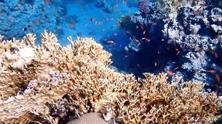 Tala Bay, Aqaba — подводный мир 2016, где рыбалка запрещена