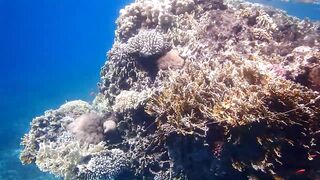 Tala Bay, Aqaba — подводный мир 2016, где рыбалка запрещена