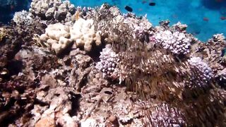 Tala Bay, Aqaba — подводный мир 2016, где рыбалка запрещена