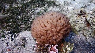 Tala Bay, Aqaba — подводный мир 2016, где рыбалка запрещена