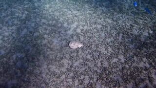 Tala Bay, Aqaba — подводный мир 2016, где рыбалка запрещена