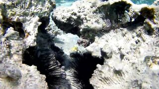 Акаба, Tala Bay — дикий пляж! Часть 2, что с клевом ночью?