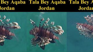 Aqaba, Tala Bay — lionfish у волнореза, можно ли его ловить?