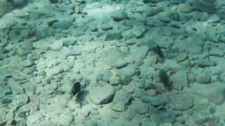 Aqaba, Tala Bay — мурена у пирса: безопасно ли нырять рядом?