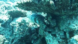 Aqaba, Tala Bay — мурена у пирса: безопасно ли нырять рядом?