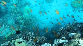 Aqaba, Tala Bay — мурена у пирса: безопасно ли нырять рядом?