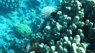 Aqaba, Tala Bay — мурена у пирса: безопасно ли нырять рядом?