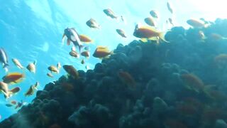 Aqaba, Tala Bay — мурена у пирса: безопасно ли нырять рядом?